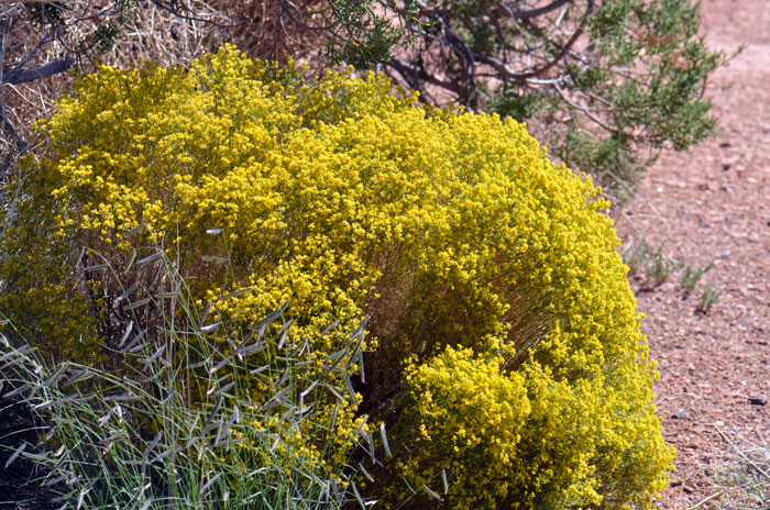 Threadleaf Snakeweed is considered a fall-winter perennial that has green leaves with thin filiform or linear leaf-blades. The plants are sub-shrubs with a woody base and heavily branched. Gutierrezia microcephala